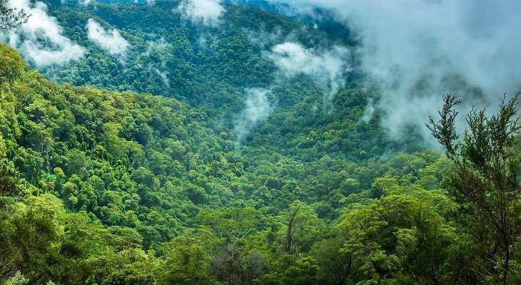 vegetación de la selva tropical ecuatorial